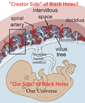 human placental structure: uterus & fetus
